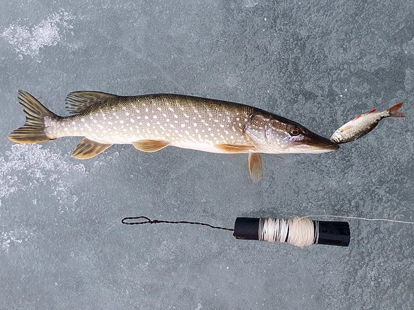 Изображение Фото: Алексей Коломиец.