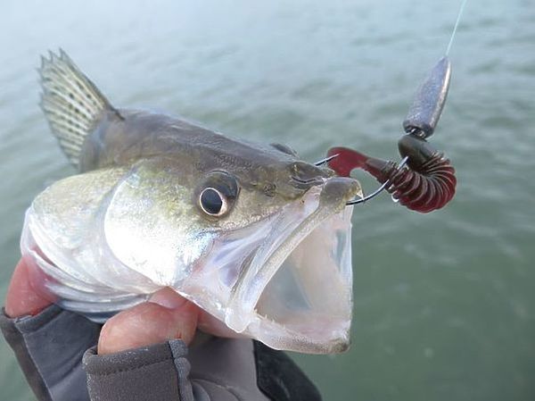 Изображение Фото: Коломийца Алексея.