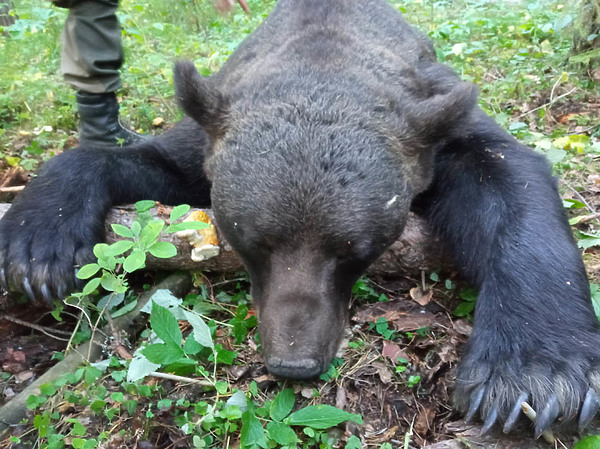 Изображение фото: Андрея Чернобая 