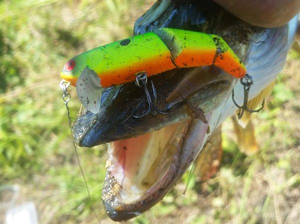 Изображение Трехсоставной Kosadaka Cord SH 75F. Фото: Алексей Коломиец. 