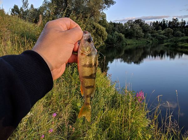 Изображение Окушок на отводной поводок. Фото: Алексей Трембицкий. 