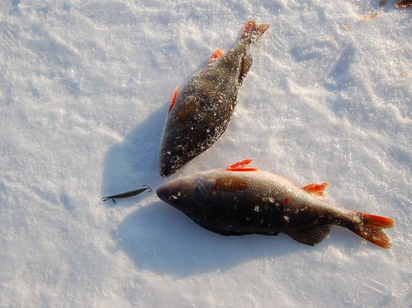 Изображение Фото: Яншевского Андрея.