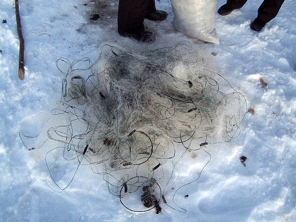 Изображение фото: Северо-Западное территориальное управление Федерального агентства по рыболовству 