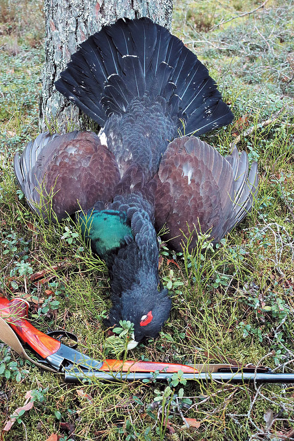 Изображение Фото автора.