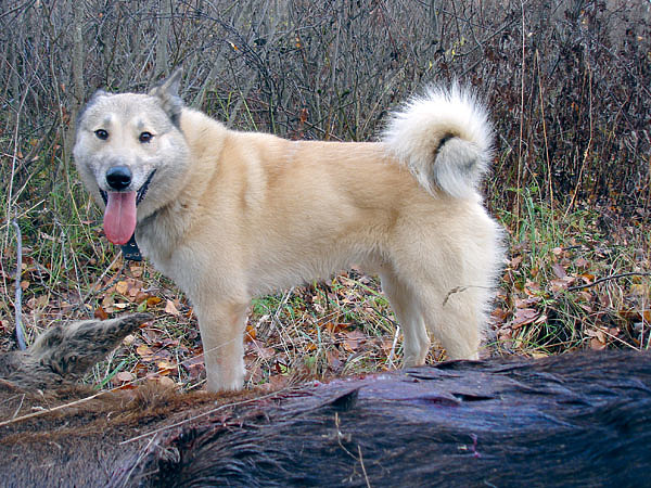 Изображение Лайка — незаменимая помощница на лосиной охоте. Фото автора.