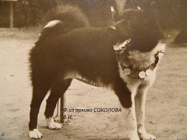 Изображение Сурок Мельникова А.П. Вывезен из Москвы.