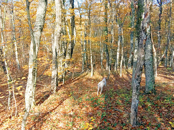 Изображение Буковые и грабовые горные леса — основные места дневки вальдшнепа. 