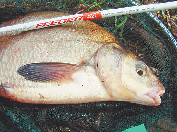 Изображение Фото: Линника Николая. 