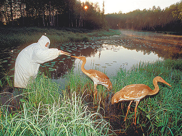 Изображение Фото Игорь Шпиленок/shpilenok.livejournal.com (CC BY-SA 3.0)
