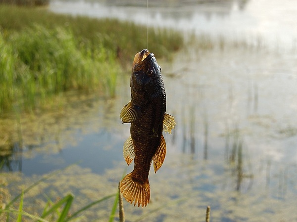 Изображение Фото: Яншевского Андрея. 