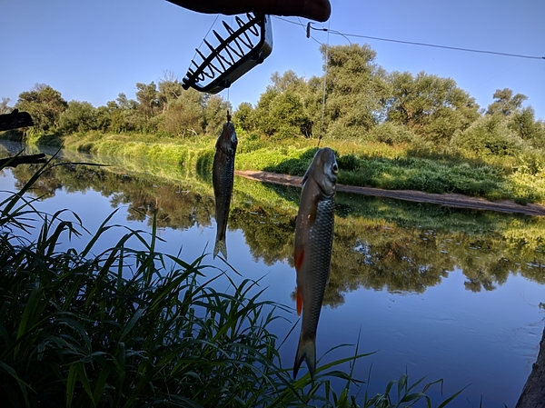 Изображение Сладкая парочка. Фото: Трембицкого Алексея. 