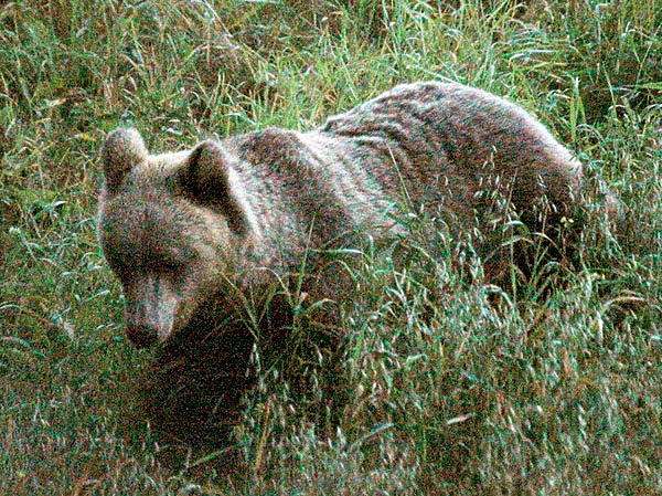 Изображение При неурожае ягод, орехов и рябины медведь массово «выкатывает» на овсяные поля. Фото автора.