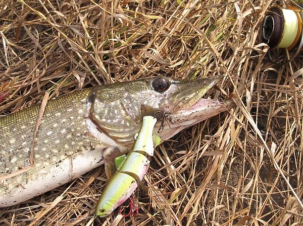 Изображение Lucky Craft Real California – я им долго любовался… Фото: Алексей Коломиец. 