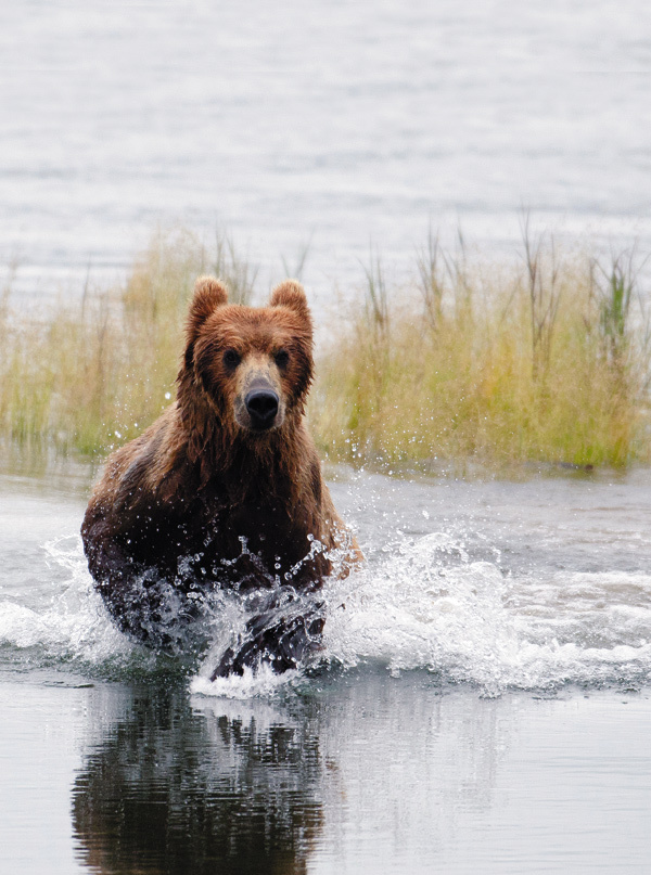Изображение Медведь время от времени прыгал в воду, нырял с головой и вытаскивал на берег одну щуку за другой. 