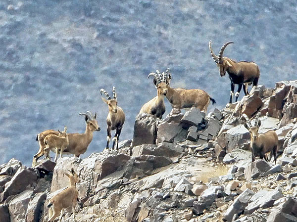 Изображение Группа козлов
в окуляре
зрительной трубы. Фото автора.