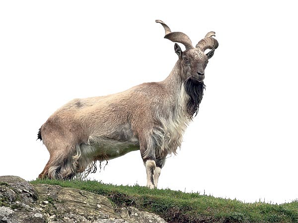 Изображение Этот охотничий тур вдвойне привлекателен для трофейного охотника благодаря реальной возможности добыть два трофея мархура и бухарского уриала. ФОТО SHUTTERSTOCK 