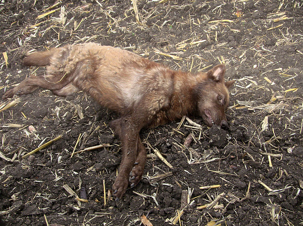 Изображение фото автора 