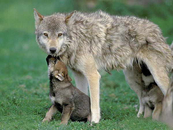 Изображение Волчица прекрасно понимала, что человек очень коварен. Если уж он нашел логово, он не отступится, будет преследовать, пока не изведет всю стаю. ФОТО SHUTTERSTOCK