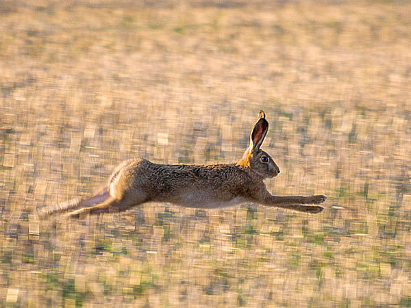 Изображение Как бы русак ни старался, в чистом поле от борзых не уйти. ФОТО PIXABAY