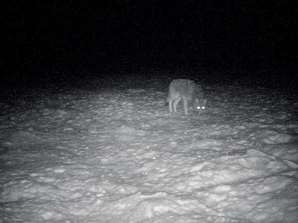 Изображение Применение фотоловушек у привады дает возможность получать информацию о времени ее посещения и о количестве волков. ФОТО ДМИТРИЯ ЗАМКОВСКОГО