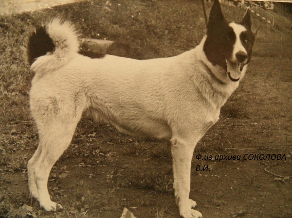 Изображение Рада 1335 р.67 от Чижа Афонина и Норки Сулимова.Вл.Балашов А.Н.