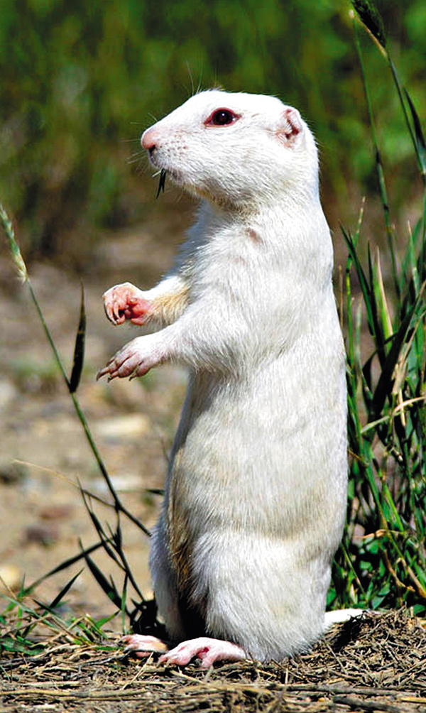 Изображение Фото JAMES R. PAGE