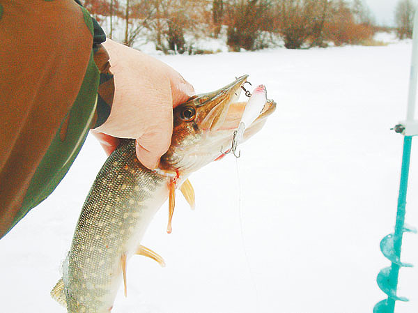 Изображение Фото: Александр Токарев. 
