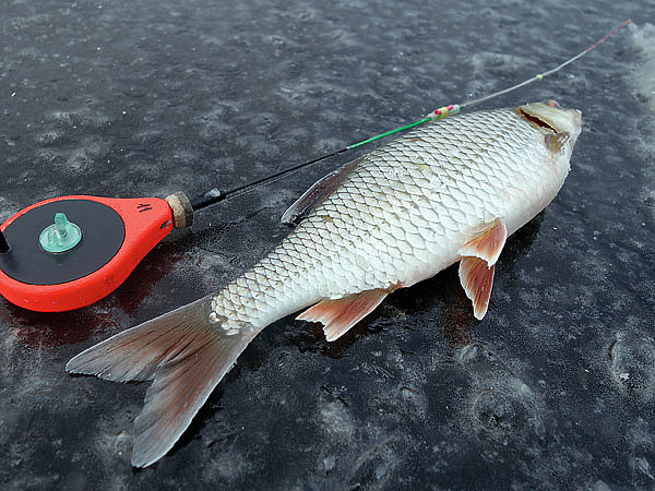 Изображение Крупная плотва иногда предпочитает «голую» имитацию. Фото: Линника Николая. 