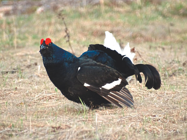 Изображение Фото автора. 