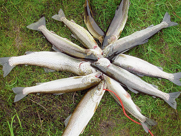 Изображение В платных рыболовных хозяйствах обычно запускают форель одного размера. Фото: PIXABAY