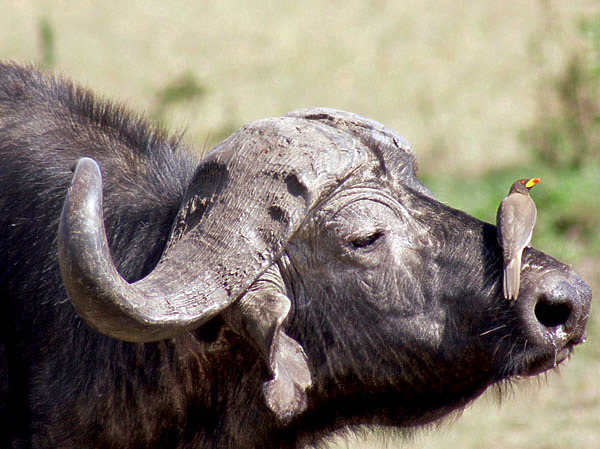 Изображение Чистку носа заказывали? Услуга бесплатна! Фото автора.