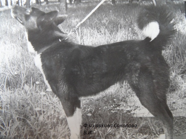 Изображение Зента 1915 р.1972 от Шутки 1272.Вл.Арефьев К.И.