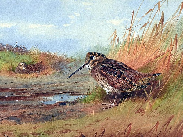 Изображение Работа Арчибальда Торнбурна