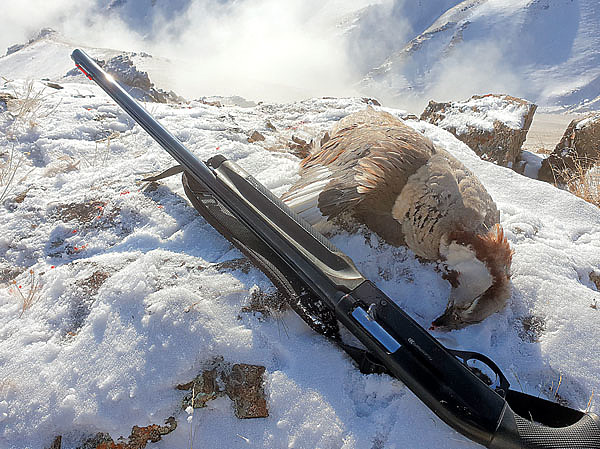 Изображение Для охоты на улара подойдет ружье от 20-го до 12-го калибра и патроны с дробью № 1–0. Фото автора.