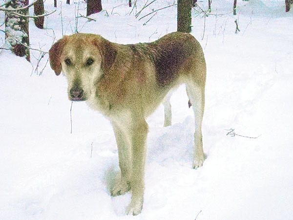 Изображение Гаю восемь месяцев. Фото автора. 