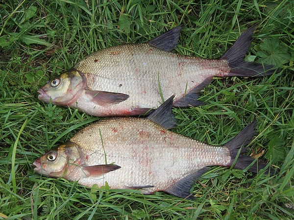Изображение Фото: Храпункова Сергея.