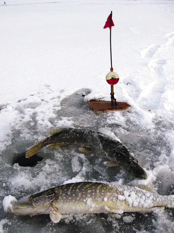Изображение Жерлицы оснащаются леской 
0,5–0,6 мм, более тонкая режет пальцы при подсечке и при вываживании даже не очень крупного хищника. 