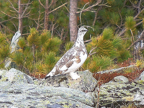 Изображение Общение с местной фауной вызывало неописуемый восторг. Фото автора. 