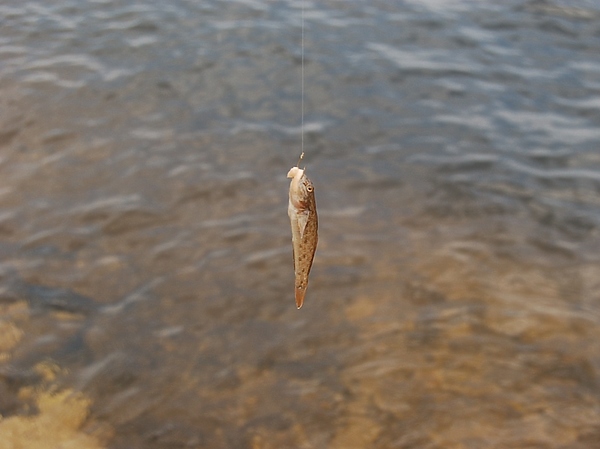 Изображение Бычок канала им. Москвы. Фото: Яншевского Андрея.
