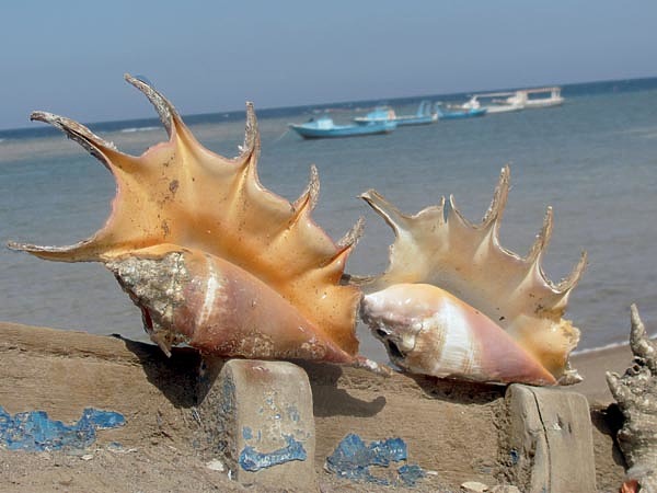 Изображение Добычей туристов часто становятся очень красивые раковины. Фото: Супруненко Владимира. 