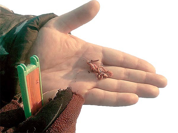 Изображение Способ насаживания червей на поставушке. Фото: Геннадий Шеляг. 