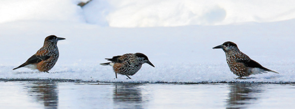 Изображение Поедая семена кедровой сосны и пряча их в землю про запас, кедровка способствует расселению этого уникального дерева на гарях и вырубках.