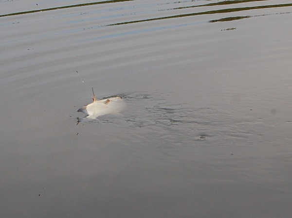 Изображение Фото: Яншевского Андрея. 