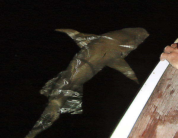 Изображение Акула — прекрасный пловец. Ее тело имеет идеальную обтекаемую форму.