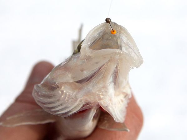 Изображение Мормышка за несколько веков основательно и прочно заняла свое место в арсенале рыболовов. Фото: Евгений Кузнецов. 