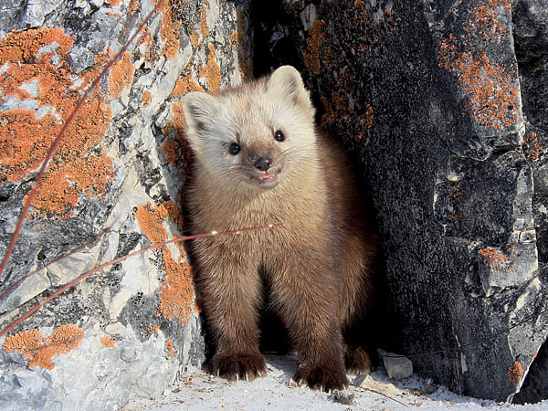 Изображение ФОТО SHUTTERSTOCK