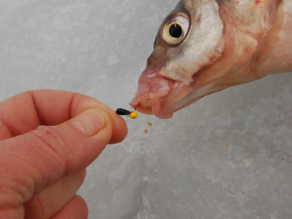 Изображение Фото: Яншевского Андрея. 