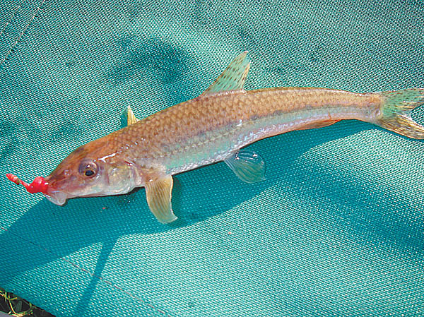 Изображение Фото: Маилкова Анатолия.
