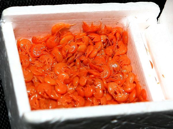 Изображение В ошпаренном виде мормыш напоминает своих родственников – креветку и рака. Фото: Евгений Кузнецов. 