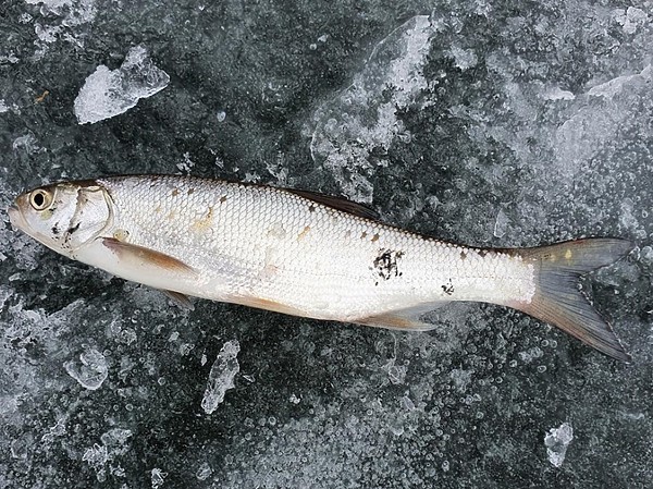 Изображение Фото: Алексей Коломиец.